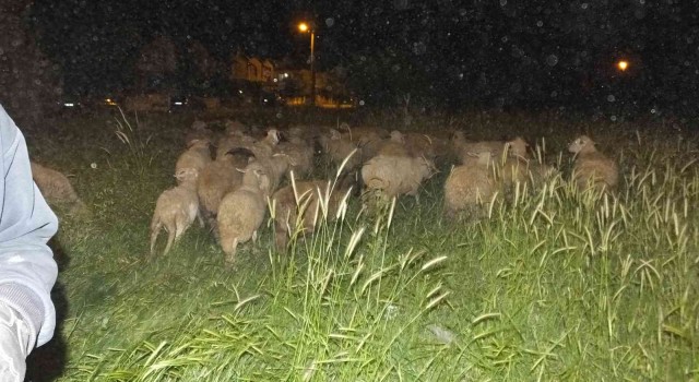Burhaniye de koyunlarda gece güdümü başladı
