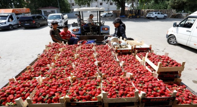 Bursada çilek hasadı başladı