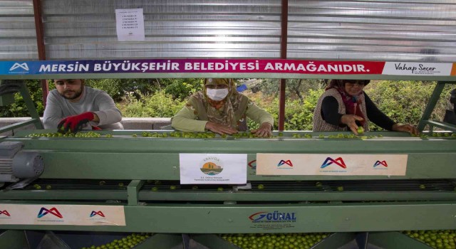 Büyükşehir Belediyesinden Muta bir erik boylama makinesi daha