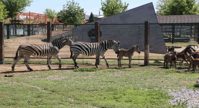 Büyükşehir Hayvanat Bahçesinde yeni doğan zebra ilgi odağı oldu