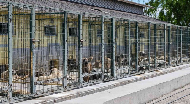 Can dostlar için Türkiyenin en kapsamlı kısırlaştırma seferberliğini başlattı