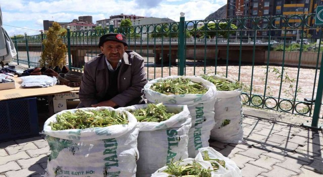 Çaşırın kilosu 40 liradan satılıyor