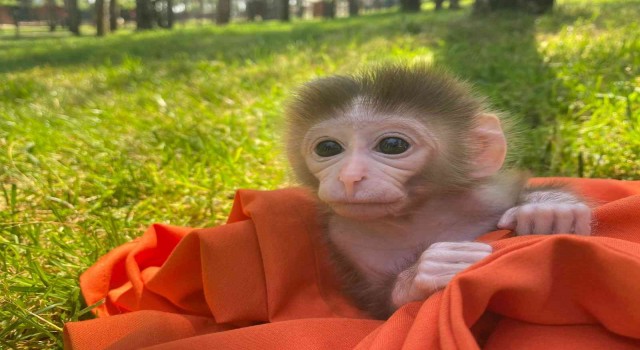 Çekmeköyde 20 günlük utangaç yavru maymun hayvanat bahçesinin maskotu oldu