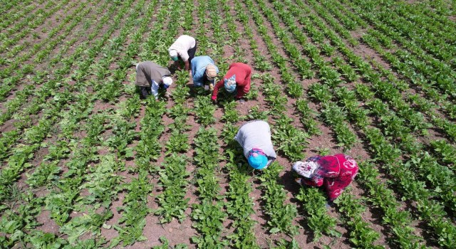 Çetinkaya: Kahramanmaraşın ekili arazileri arttı