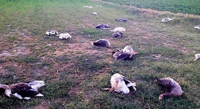 CHPli başkanın 40 kazı öldürdüğü iddiasıyla açılan dava ertelendi