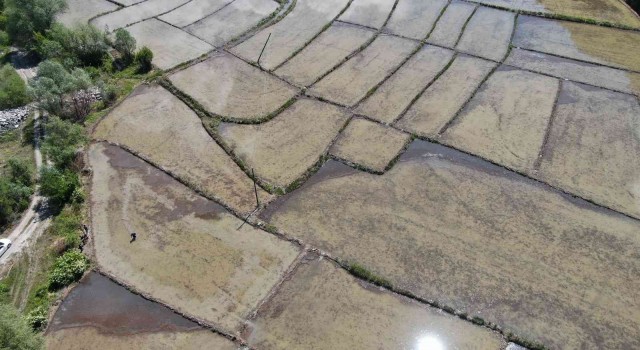 Çiftçilerin meşakkatli ‘çeltik ekimi 10 gün gecikmeli başladı