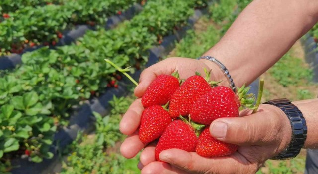 Çilek köyünde ilk hasat başladı; 5 ülkeye ihraç edilecek