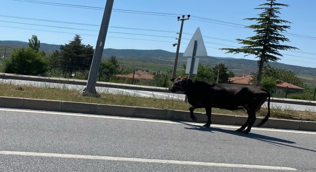 D-785 karayolunda ilerleyen başıboş inek trafiği tehlikeye düşürdü