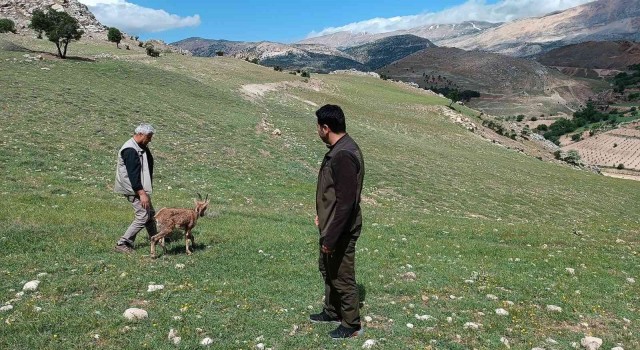 Dağ keçileri tedavilerinin ardından doğaya bırakıldı