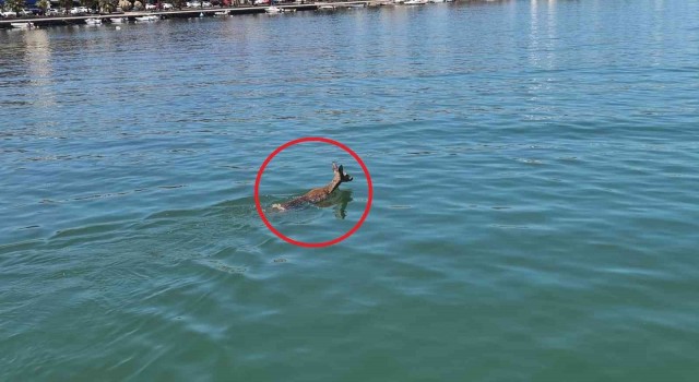 Denize atlayan karacayı sahil güvenlik kurtardı