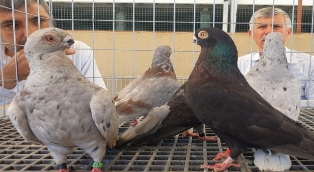 Denizli ırkı ‘Tokur güvercinler podyuma çıktı
