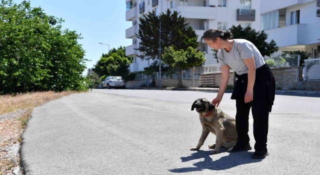 Dere yatağında mahsur kalan köpekleri Konyaaltı Belediyesi kurtardı