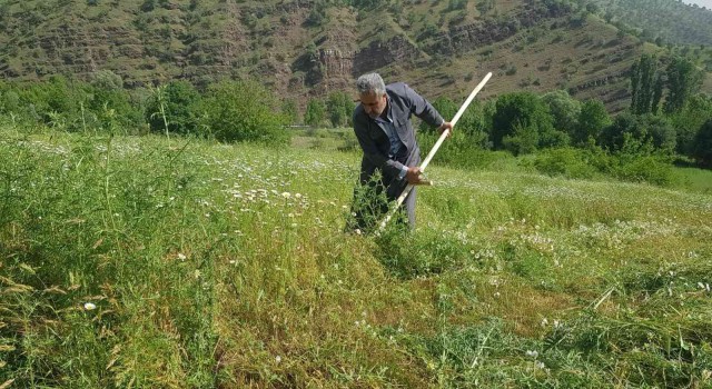 Derecikte tırpanla ot biçme sezonu başladı