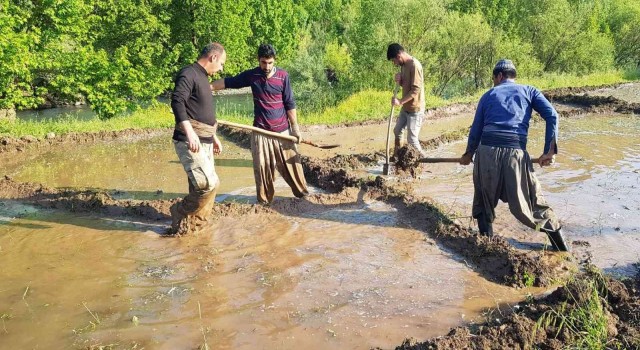Derecikte zorlu çeltik ekimi başladı