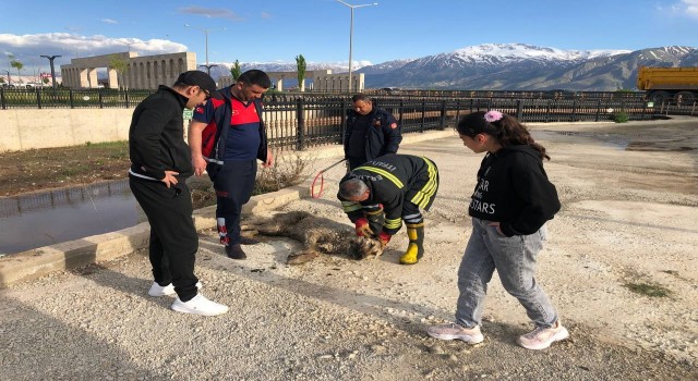Dereye düşüp balçığa saplanan köpeği itfaiye kurtardı