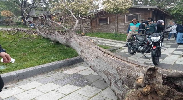Devrilen ağacın altında kalan 2 genç yaralandı