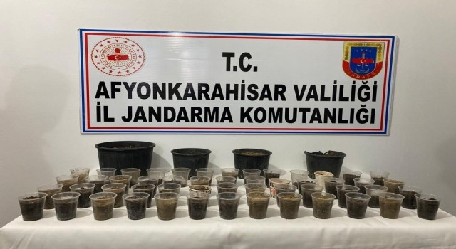 Devriye gezen ekipler çiçek saksısında kenevir buldu