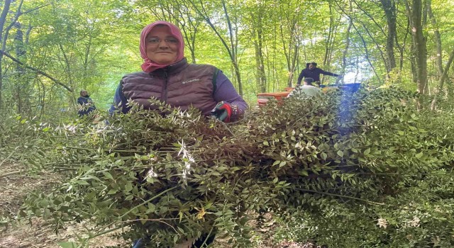 Dikenine katlanarak evlerine ekmek parası götürüyorlar