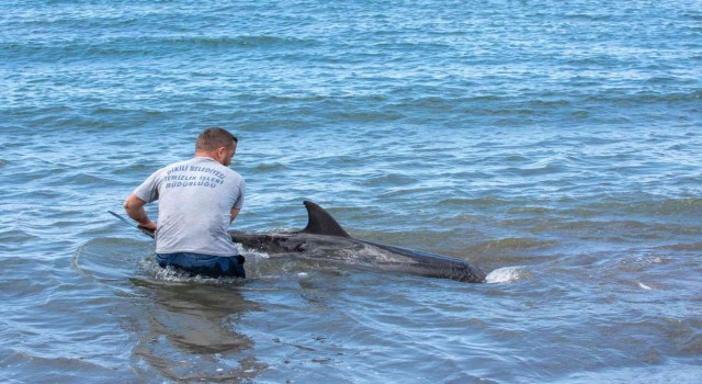 Dikilide karaya vuran yunus kurtarılamadı