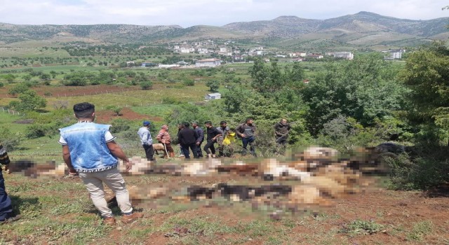 Diyarbakırda yıldırım düştü, 53 küçükbaş hayvan telef oldu