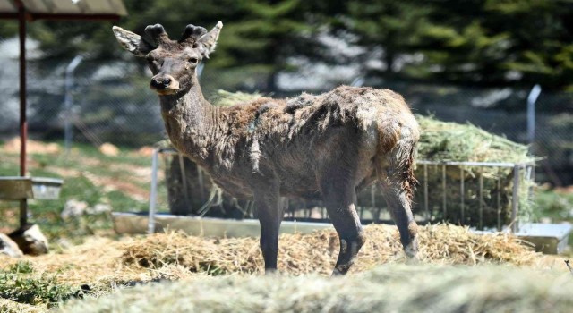 Doğal Yaşam Parkındaki kızıl geyiklerin yeni yuvası Spil Dağı