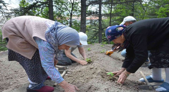Domates fideleri Gönül Köşkü Huzurevine dikildi