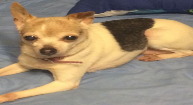 Dünyanın en yaşlı köpeği Pebbles, 22 yaşında Guinness Rekorlar Kitabına girdi