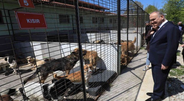 Düzcede 15 günde 5 köpek sahiplendirildi