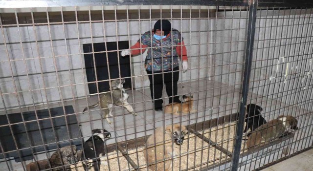 Düzcede bir hafta da 77 köpek kısırlaştırıldı