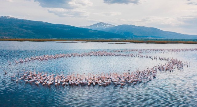 Eber Gölünde süzülen flamingolar güzellikleriyle mest etti