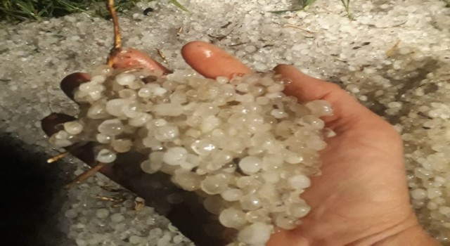 Edirnede ayçiçek ve buğday tablalarını dolu vurdu