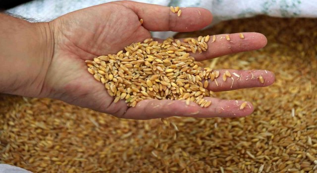 Edirnede buğday 5 lira 667 kuruştan satıldı
