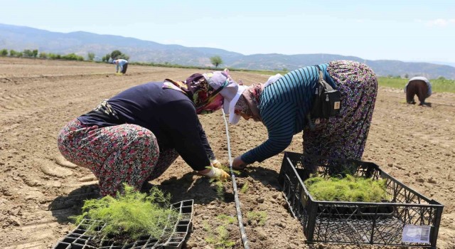 Efelerin yetiştirdiği tarım ürünlerine Kuşkonmaz eklendi