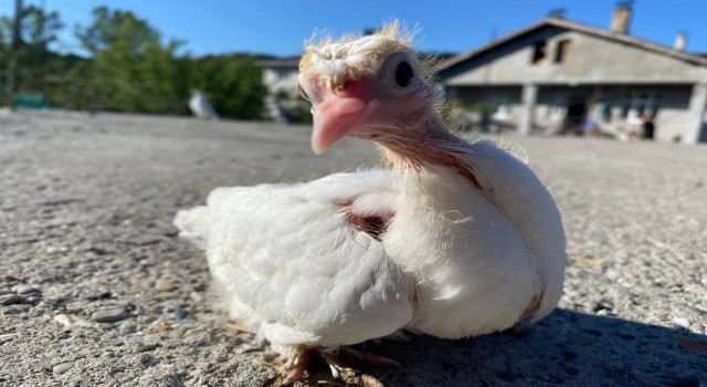 Eflani çiftçisine 2 bin 500 adet hindi ve tavuk civcivi dağıtıldı