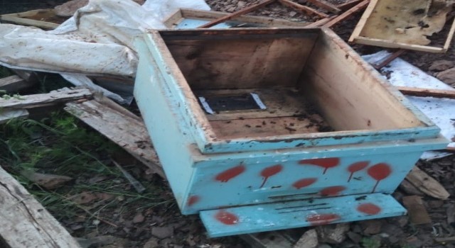 Elazığda ayılar arı kovanlarını parçaladı