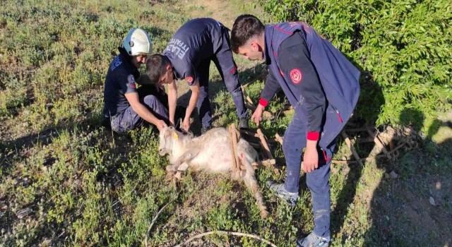 Elazığda definecilerin kazdığı kuyuya düşen keçi kurtarıldı