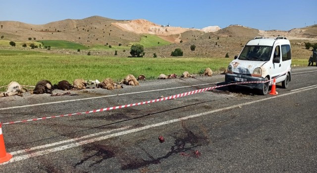 Elazığda hafif ticari araç sürüye çarptı, 16 koyun telef oldu