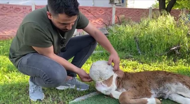 Elazığda yeni doğan buzağı şoke etti