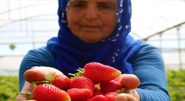 Elazığda yılın ilk örtü altı çilek hasadı başladı