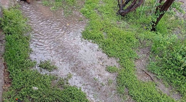 Ercişte yağmur ve dolu yağışı