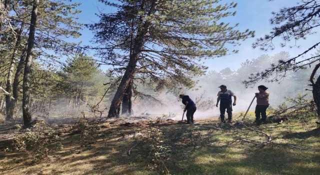 Erken müdahale orman yangınını önledi