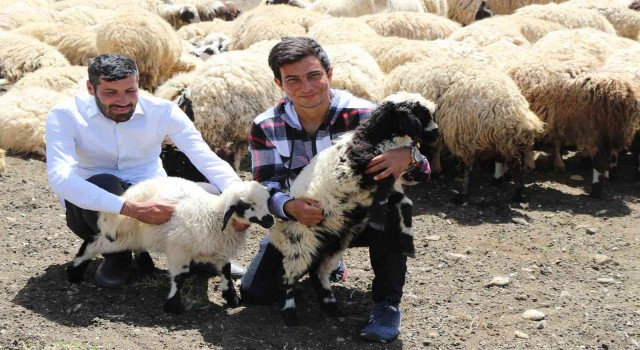 Erzincanda göçerlerin yaylalardaki mesaisi başladı