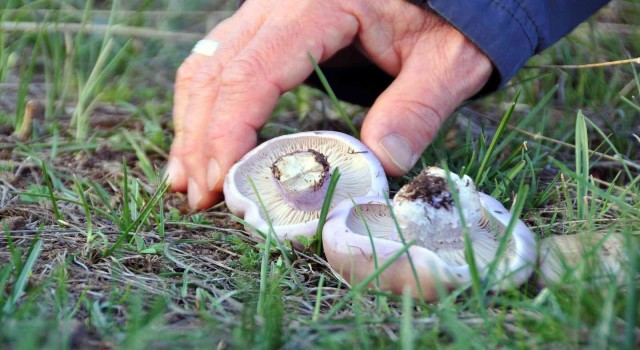 Erzincanda mantar sezonu başladı