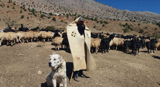 Erzincanda meralar küçükbaş hayvanlarla şenlendi