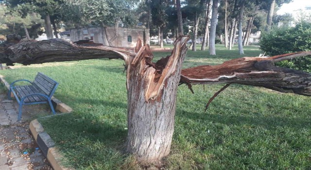 Etkili olan rüzgar ağaçları devirdi