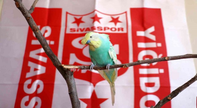 Fanatik muhabbet kuşu “O kupa Sivasa geldi “