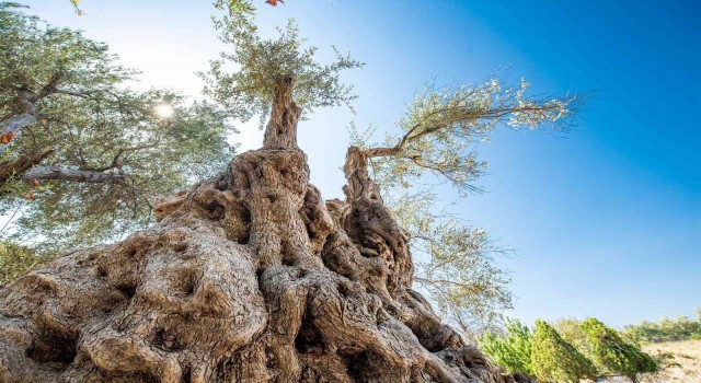 Fuar İzmirde zeytinyağı müzayedesi