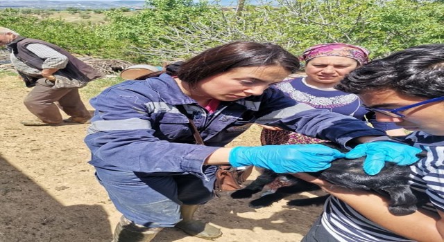 Gedizde İlçe Tarım ve Orman Müdürlüğü ekiplerinden aşılama ve küpeleme çalışmaları