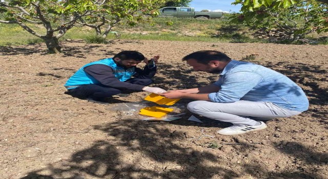 Gedizde kiraz sineği ile mücadele başladı