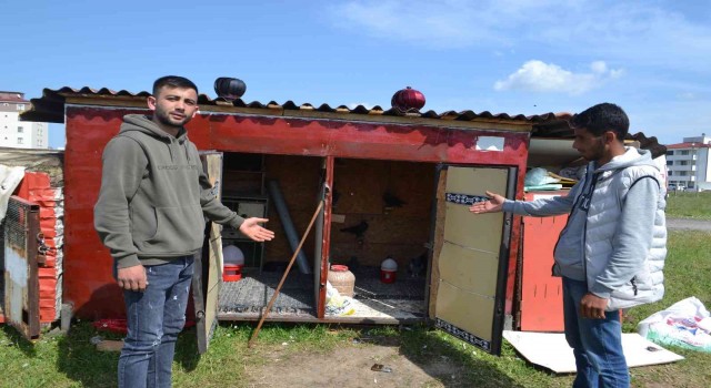 Güvercin sahibinden hırsızlara tepki: “Azıcık vicdanın varsa o güvercinleri getirip bırak”